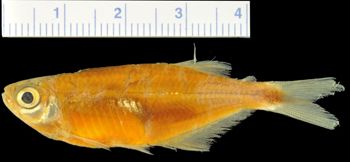 Media type: image;   Ichthyology 30956